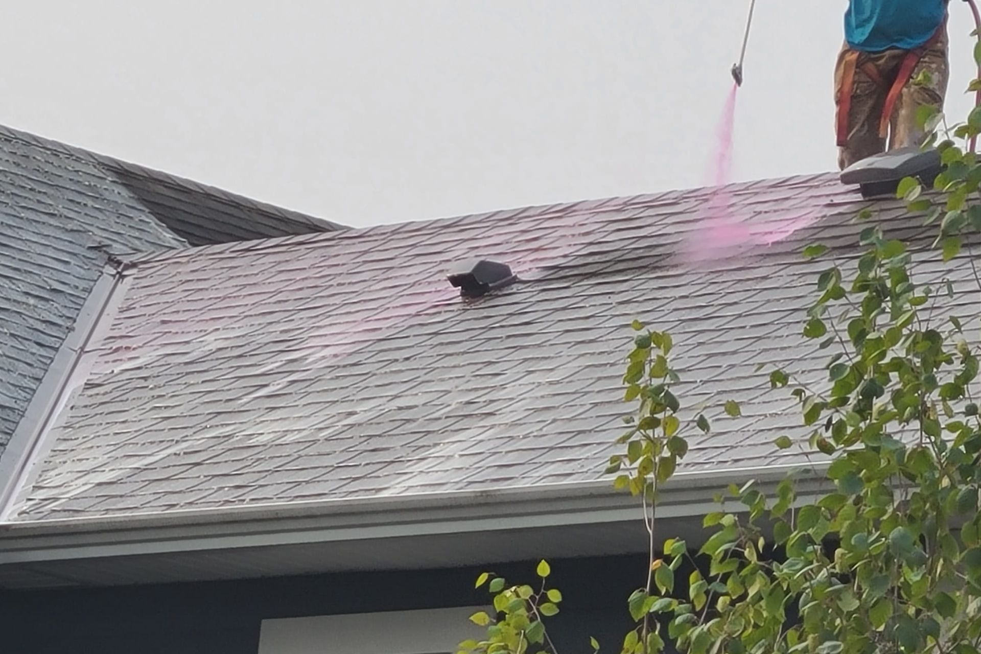 Technician applying soft wash solution to a shingle roof